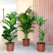 Houseplants Bundle (Fiddle Leaf Fig 1.0 - 1.2m, Areca Palm 1.0 - 1.2m, and Dracaena Fragrans - Gold Coast 1.0 - 1.2m) - Greensouq - 