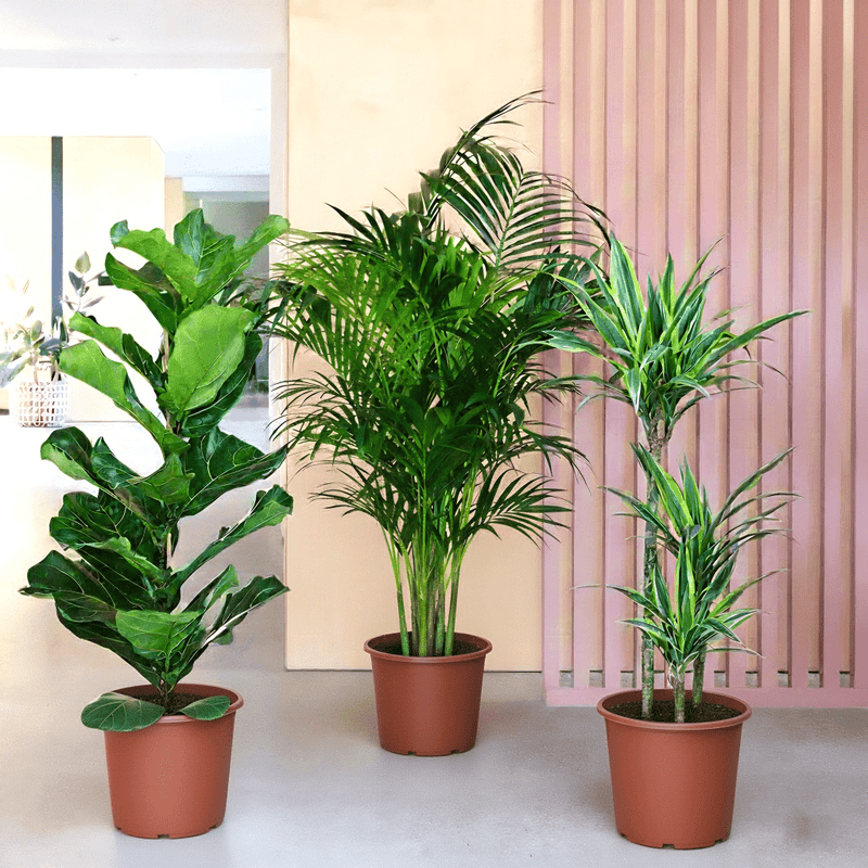 Houseplants Bundle (Fiddle Leaf Fig 1.0 - 1.2m, Areca Palm 1.0 - 1.2m, and Dracaena Fragrans - Gold Coast 1.0 - 1.2m) - Greensouq - 