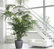 Howea forsteriana, Kentia Palm or Thatch Palm - Greensouq - 
