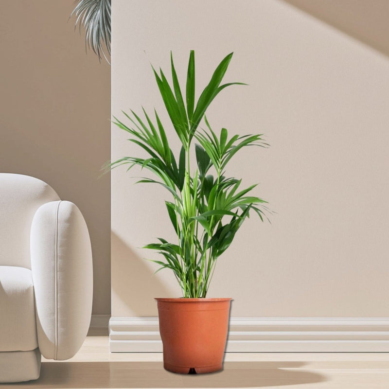 indoor plants kentia palm Howea forsteriana - kentia palm