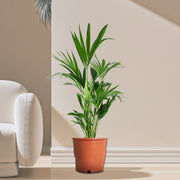 Howea forsteriana, Kentia Palm or Thatch Palm - Greensouq - 