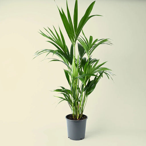 Howea forsteriana, Kentia Palm or Thatch Palm - Greensouq - 
