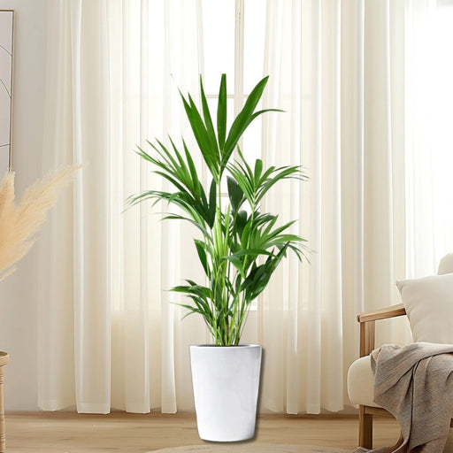 Howea forsteriana, Kentia Palm or Thatch Palm - Greensouq - 