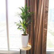 Howea forsteriana, Kentia Palm or Thatch Palm - Greensouq - 