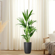 Howea forsteriana, Kentia Palm or Thatch Palm - Greensouq - 