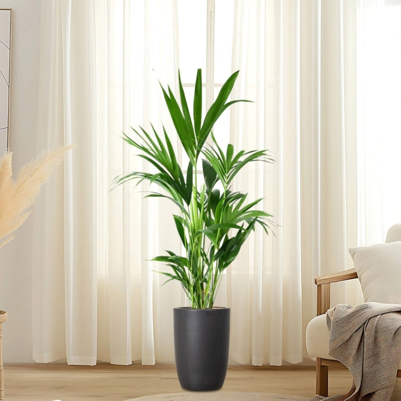 Howea forsteriana, Kentia Palm or Thatch Palm - Greensouq - 