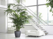 Howea forsteriana, Kentia Palm or Thatch Palm - Greensouq - 