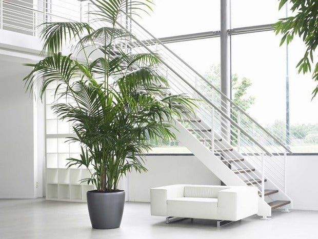 Howea forsteriana, Kentia Palm or Thatch Palm - Greensouq - 