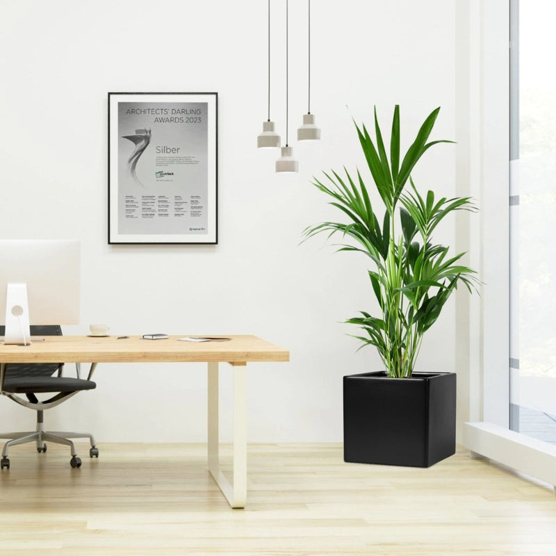 Howea forsteriana, Kentia Palm or Thatch Palm in Grp Square Pot 30x30 - Greensouq - 