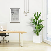 Howea forsteriana, Kentia Palm or Thatch Palm in Grp Square Pot 30x30 - Greensouq - 