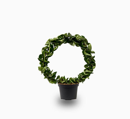 Hoya carnosa compacta, Rope Plant or Porcelain Flower 20 - 30cm - Greensouq - 
