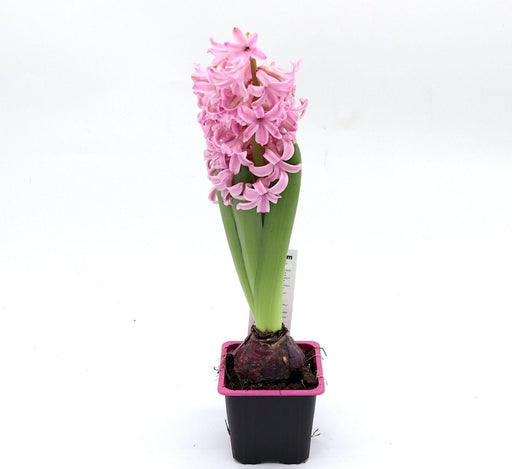 Hyacinth Bulb 1pp - Greensouq - 