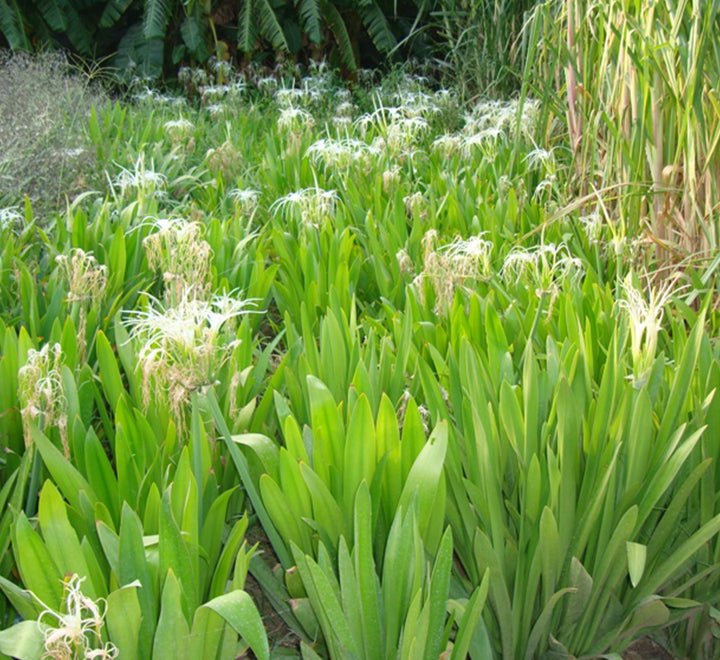 spider lily dubai Spider Lilly - Hymenocallis littoralis