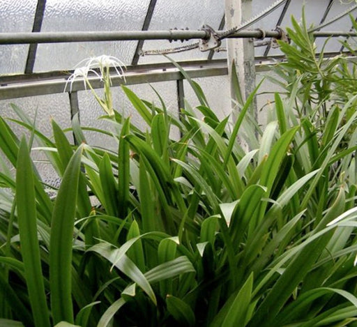 Hymenocallis littoralis or Spider Lilly - Greensouq - 