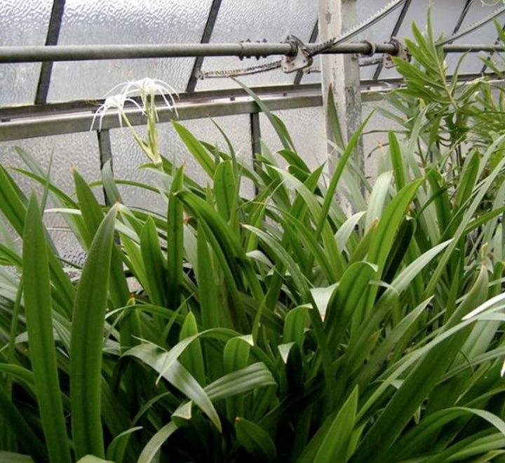Hymenocallis littoralis or Spider Lilly - Greensouq - 