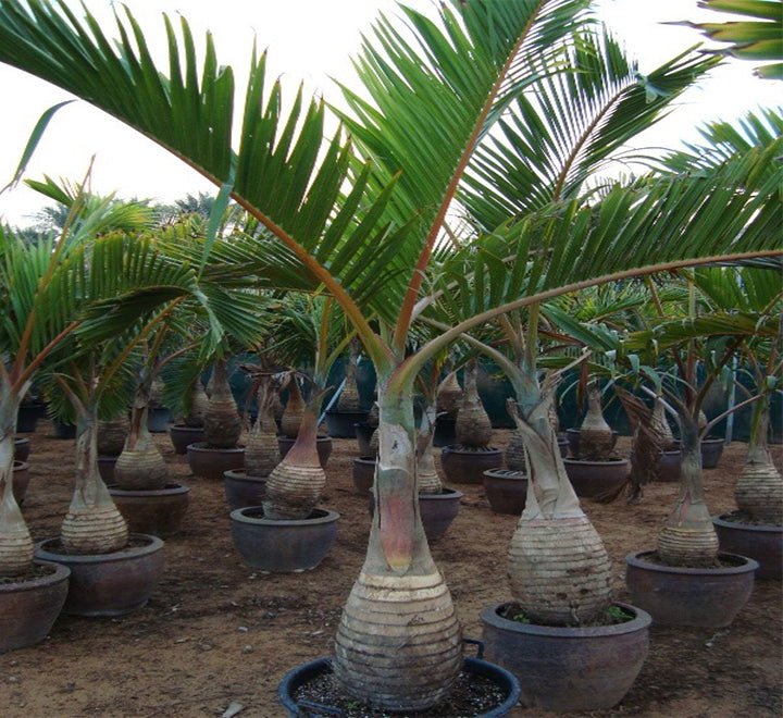 Hyophorbe Lagenicaulis "Bottle Palm" (1.8 to 2.0m) - Greensouq - 