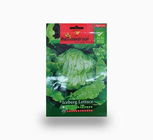 Iceberg Lettuce - Greensouq - 