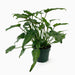 Philodendron xanadu 60 – 70cm