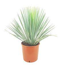 Beaked Yucca "Yucca Rostrata" Green Souq