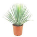 Beaked Yucca "Yucca Rostrata" Green Souq
