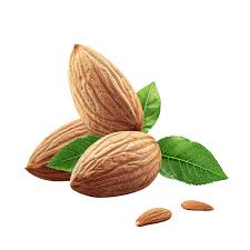 almond tree