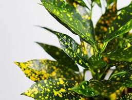 Croton Gold Dust "Codiaeum Variegated Gold Dust" Green Souq