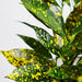 Croton Gold Dust "Codiaeum Variegated Gold Dust" Green Souq