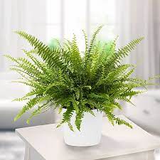 Nephrolepis exaltata "Green Lady", Boston Fern or Sword Fern