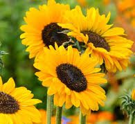 Sunflower Seeds