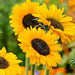 Sunflower Seeds