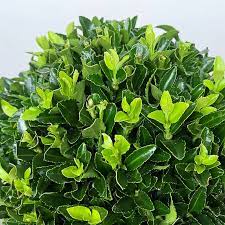 Green Rocket "Euonymus Japonica Albomarginatus" Green Souq