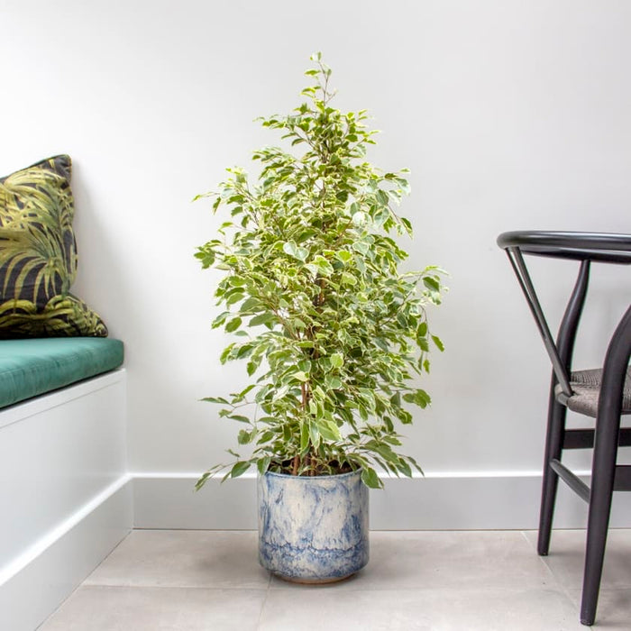 Ficus Benjamina Holland Or Twilight 100 cm to 120 cm