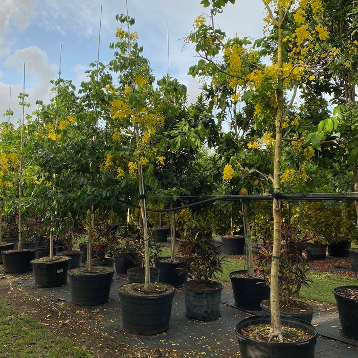 Cassia Fistula "Golden Shower Tree" 2.0 - 2.5m