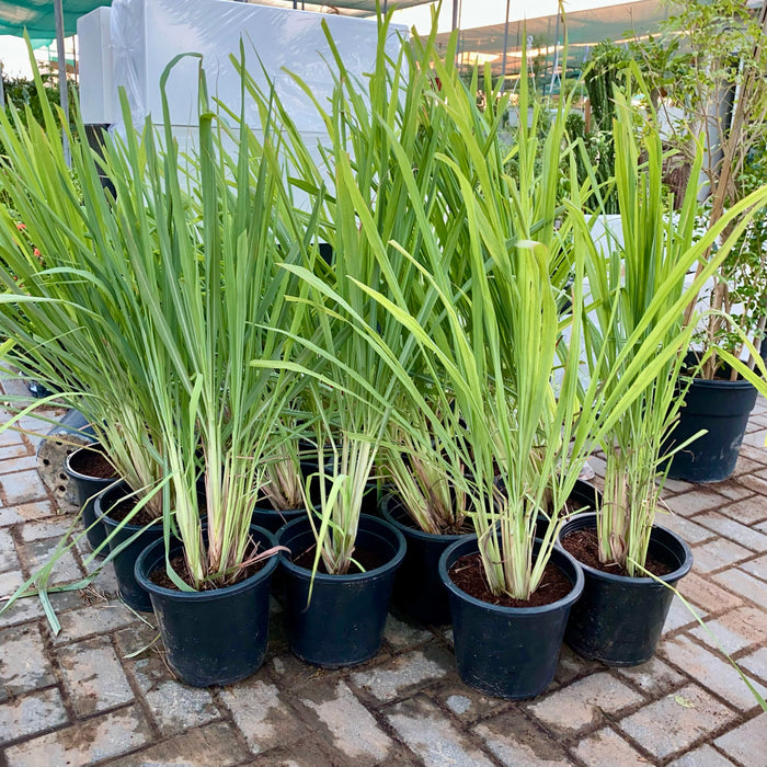 Lemon Grass, Citronella or Cymbopogon citratus 40 - 60cm عشبة ليمون