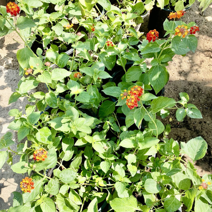 Lantana Camara "Red Sage"  30-40cm