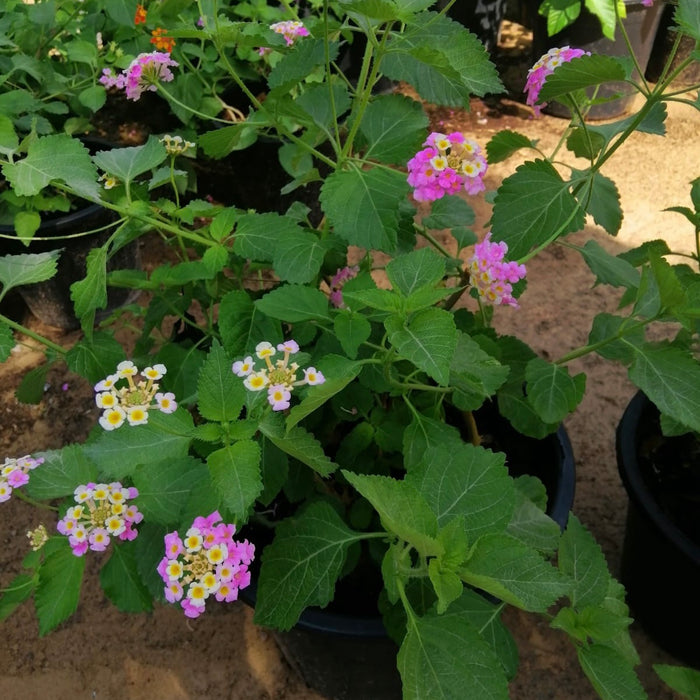 Lantana Camara, Pinkmound, West Indian Lantana 30-40cm