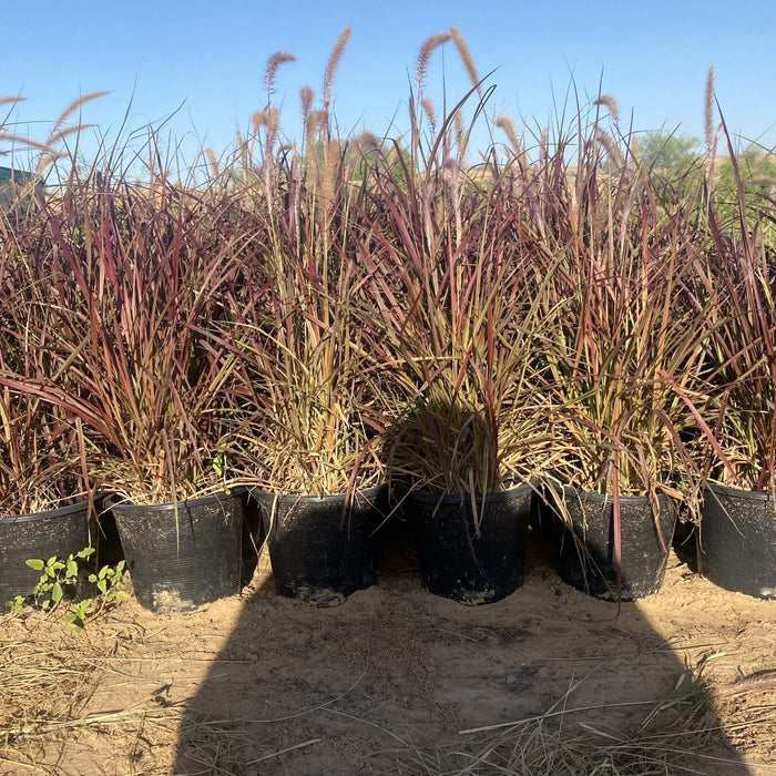 Pennisetum Rubrum (Purple Fountain Grass, African Fountain Grass, Tender Fountain Grass)