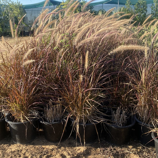 rubrum grass