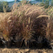 rubrum grass