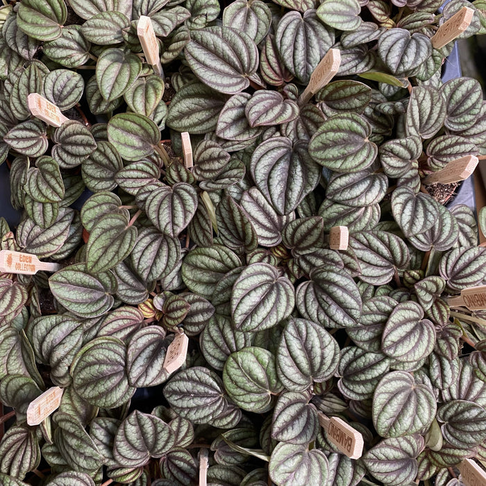 Peperomia Piccolo Banda