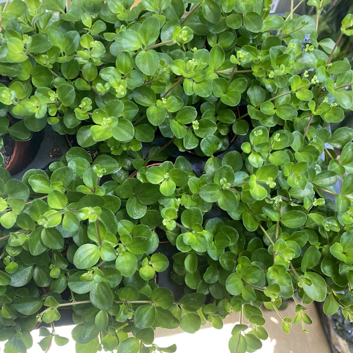 PEPEROMIA GREEN LEMON