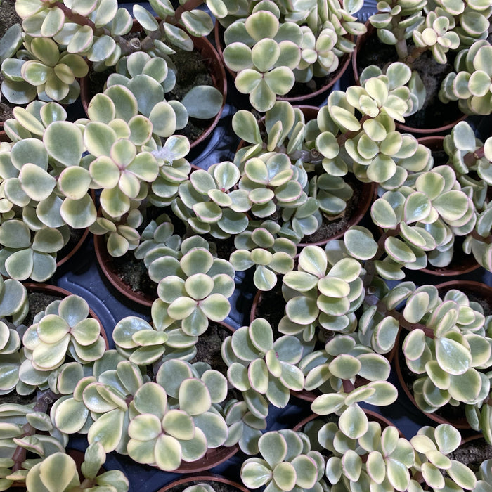 Portulacaria Afra Variegata Elephant Bush succulent indoor
