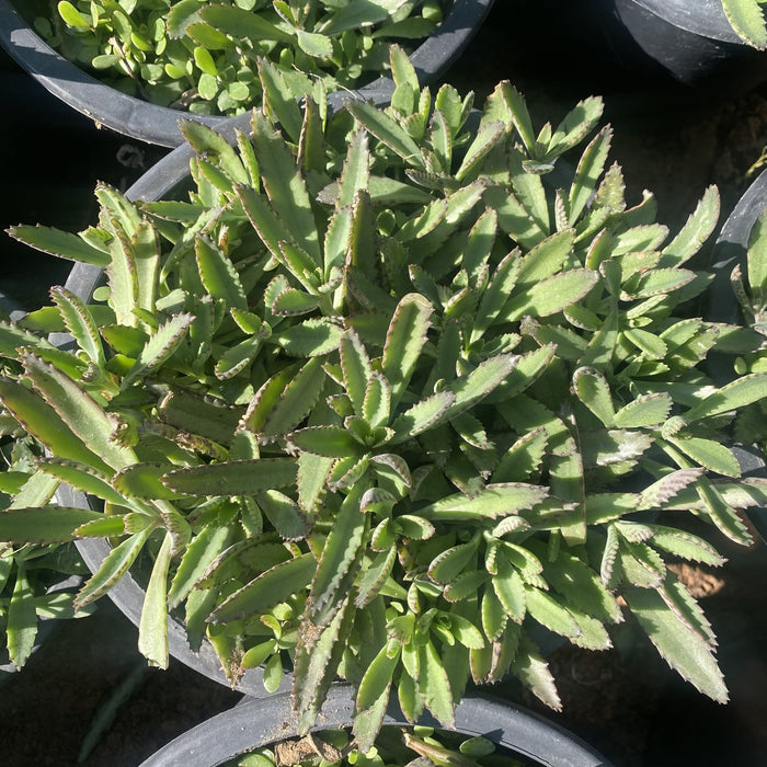 Kalanchoe Houghtonii | Mother of Thousands" or "Devil's Backbone,"