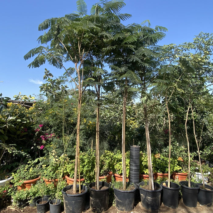 Delonix Regia, Flame Tree or Royal Poinciana