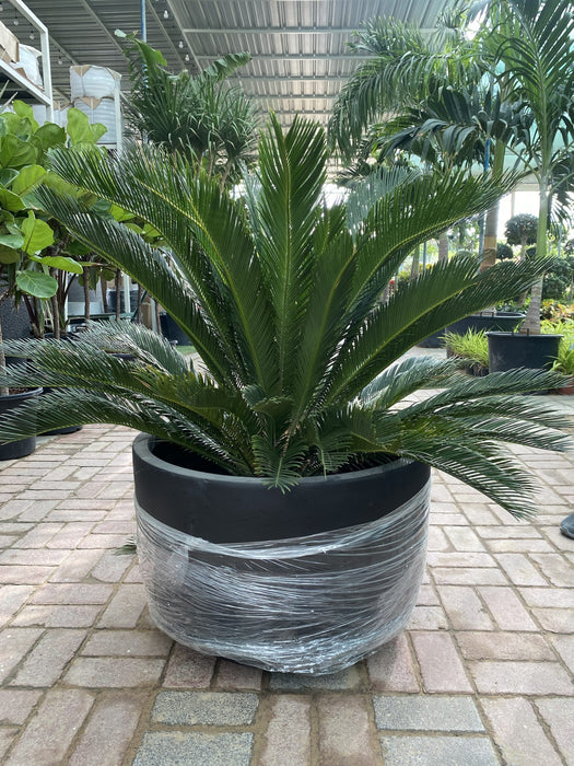 Giant Sago Palm - Fiber Pot