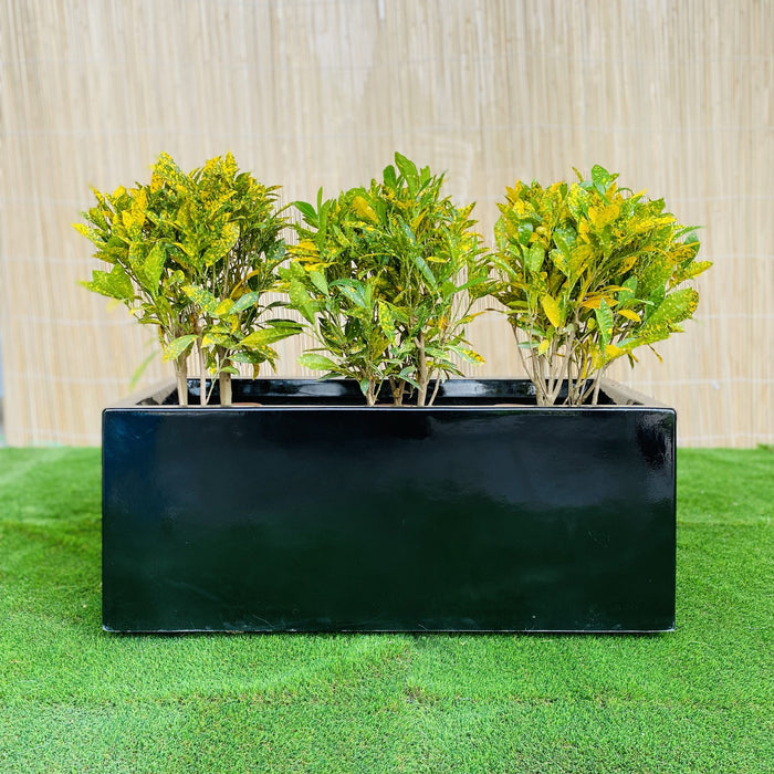 Croton Banana Trio in Rectangular Fiber Glass Planter (70x30x30cm)