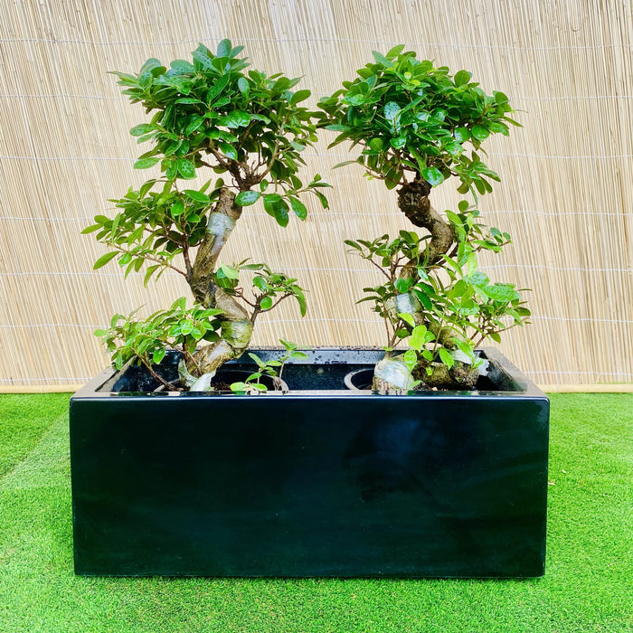 Ficus "S" Bonsai Duo in Rectangular Fiber Glass Planter (GRP) (70x30x30cm)