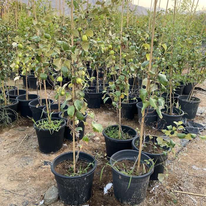 Ziziphus Jujuba Thai Or Jujube Tree 1.5-2.0m شجرة عناب