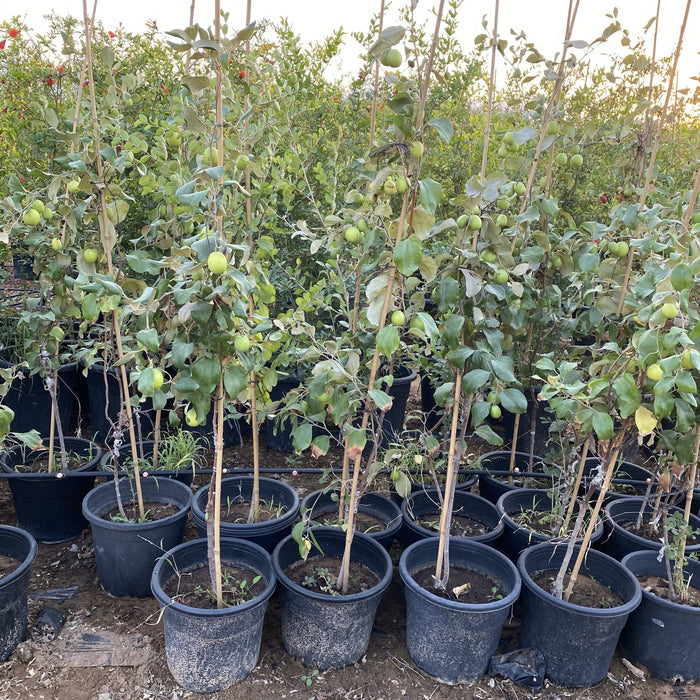Ziziphus Jujuba Thai Or Jujube Tree 1.5-2.0m شجرة عناب