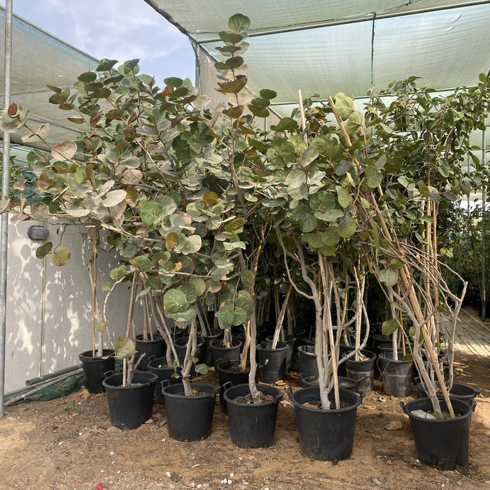 Coccoloba Uvifera or Sea Grape